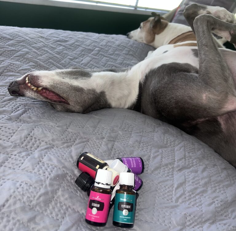 ✨ Slow Deliberate Intentions